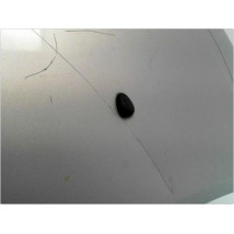 CAPOT CITROEN C2 03-08