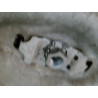 BERCEAU MOTEUR AVANT RENAULT MEGANE