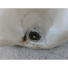 RESERVOIR LAVE-GLACE AVANT ALFA ROMEO BRERA