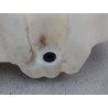 RESERVOIR LAVE-GLACE AVANT RENAULT CLIO II Phase 2 2001-2006