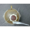 VASE EXPANSION RENAULT CLIO I PH.3 96-98
