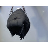 PARE-BOUE ARRIERE DROIT TOYOTA PRIUS 2004-